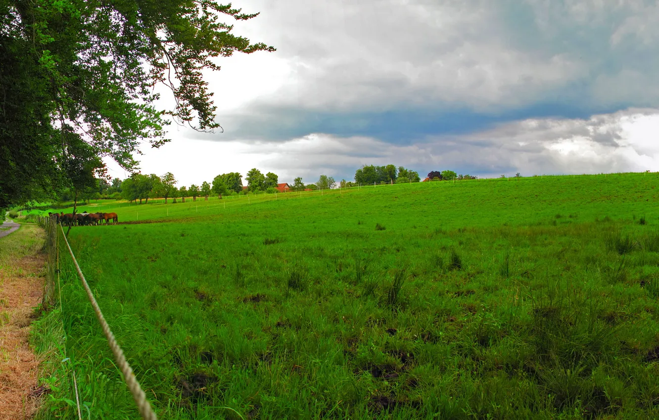 Фото обои пейзаж, природа, зеленый, Германия, лошади, луг, Bavaria, трава табун
