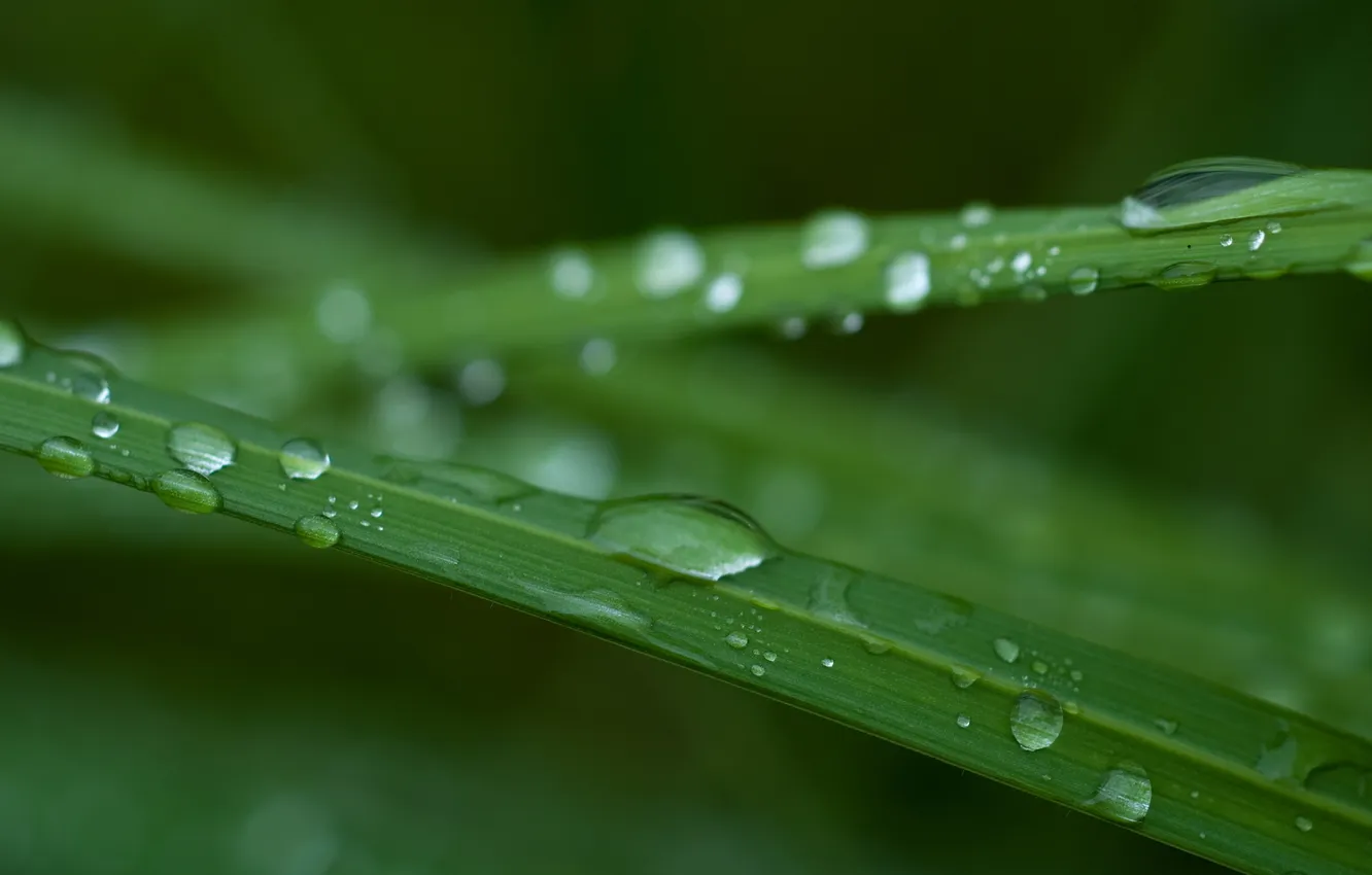 Фото обои трава, капли, макро, зеленый, дождь