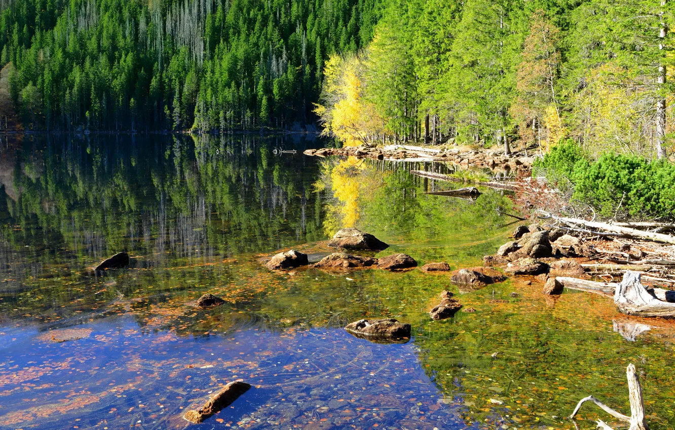 Фото обои лес, вода, деревья, озеро, отражение, камни, Чехия, солнечно