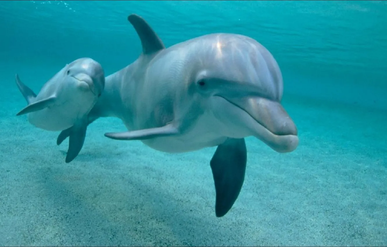 Фото обои дельфины, двое, подводный мир, two, Dolphins, wallpapers 1920 x 1080