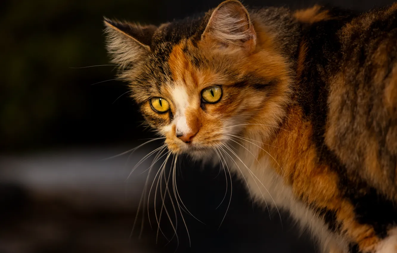 Фото обои кошка, кот, взгляд, мордочка, котейка