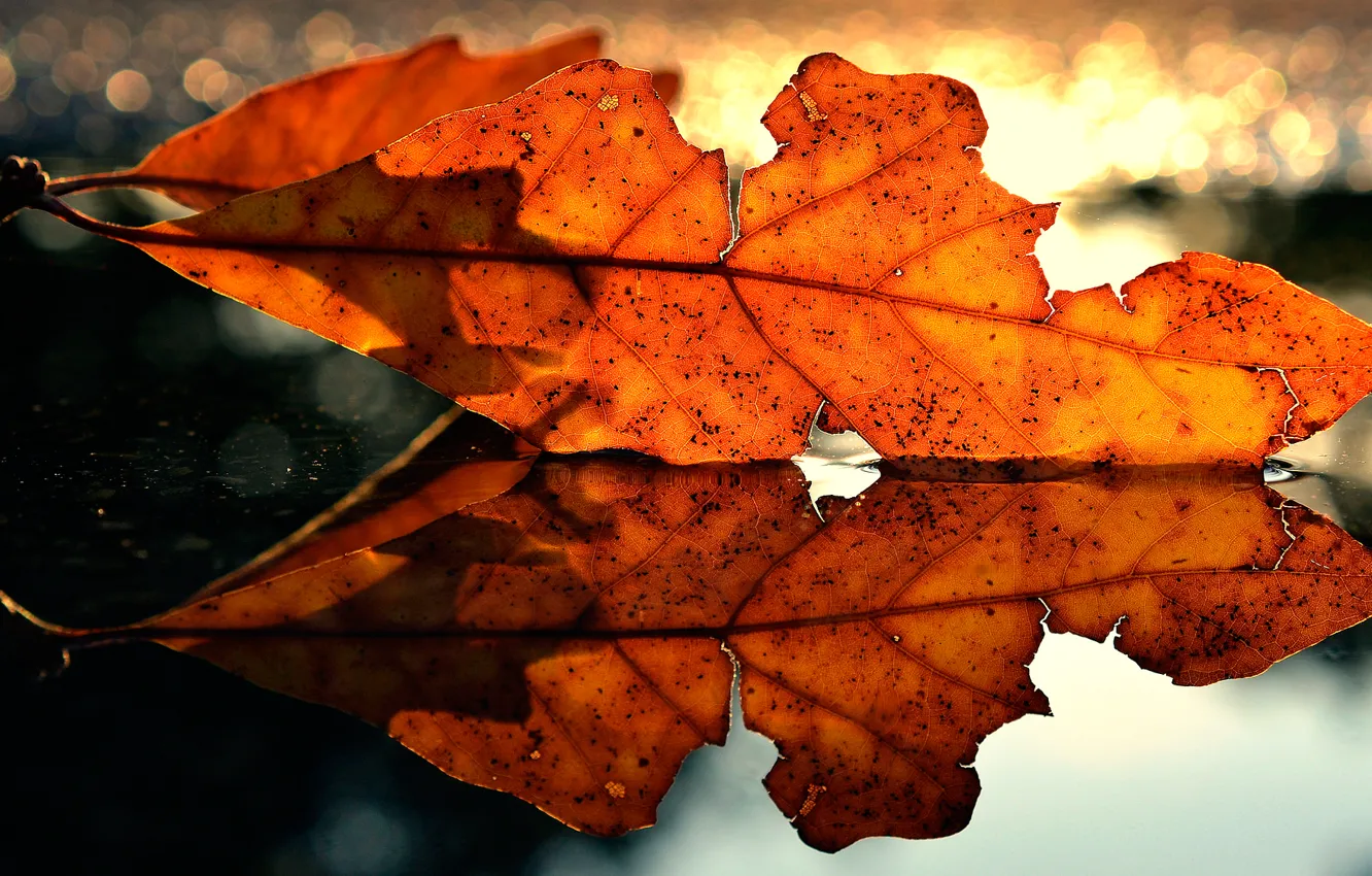 Фото обои осень, макро, лист, отражение