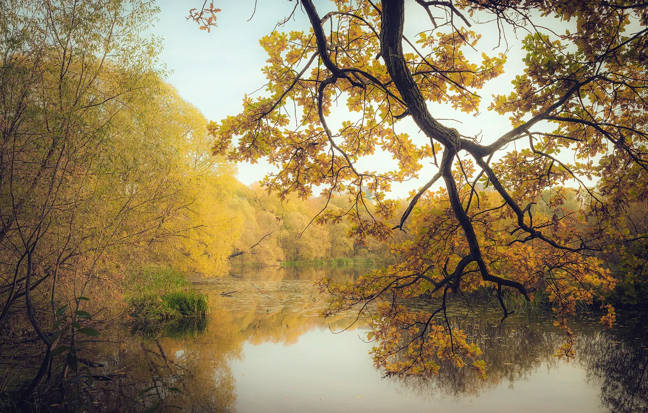 Фото обои осень, лес, листья, деревья, ветки, озеро, желтые