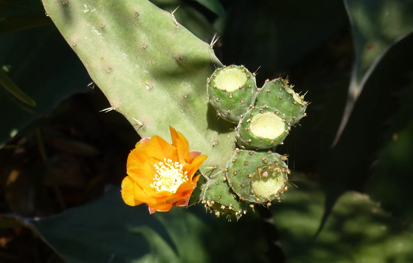 Фото обои cactus, pinya de rosa, blanes