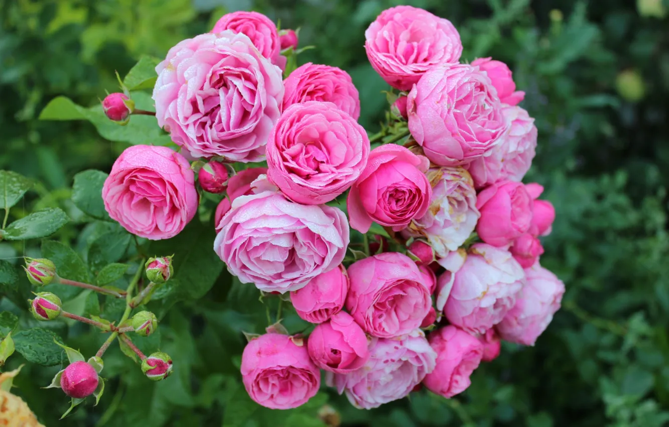 Фото обои розовый, куст, розы
