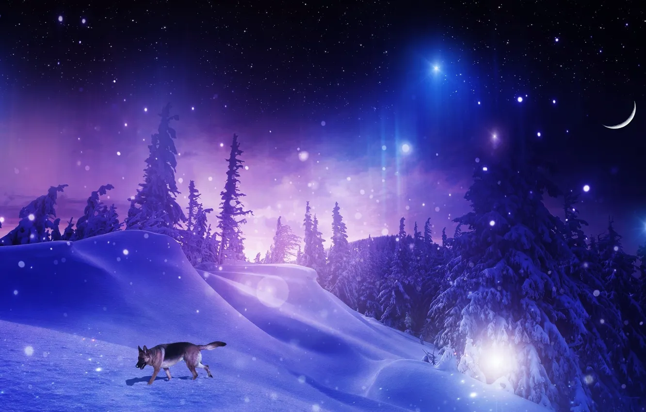 Фото обои зима, лес, звезды, снег, деревья, снежинки, ночь, фотошоп