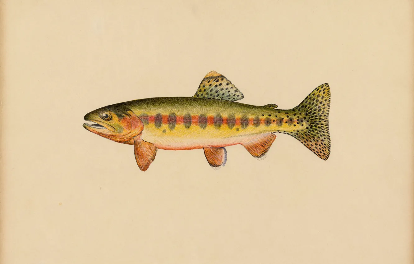 Фото обои Рыба, Картина, Американский художник, Miles Ernest Rost, Salmo roosevelti Evermann, Volcano Creek golden trout, Майлс …