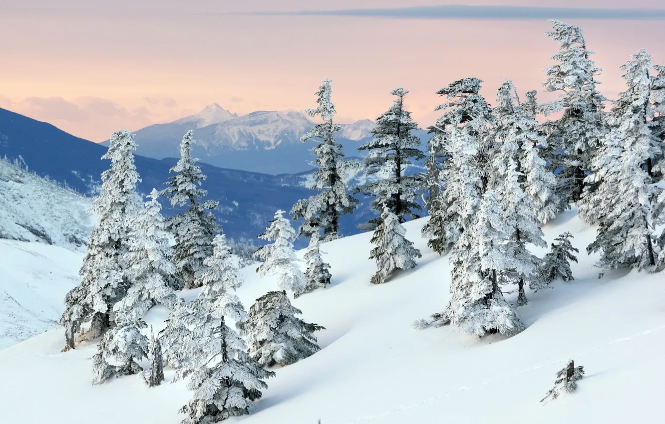 Фото обои снег, деревья, горы