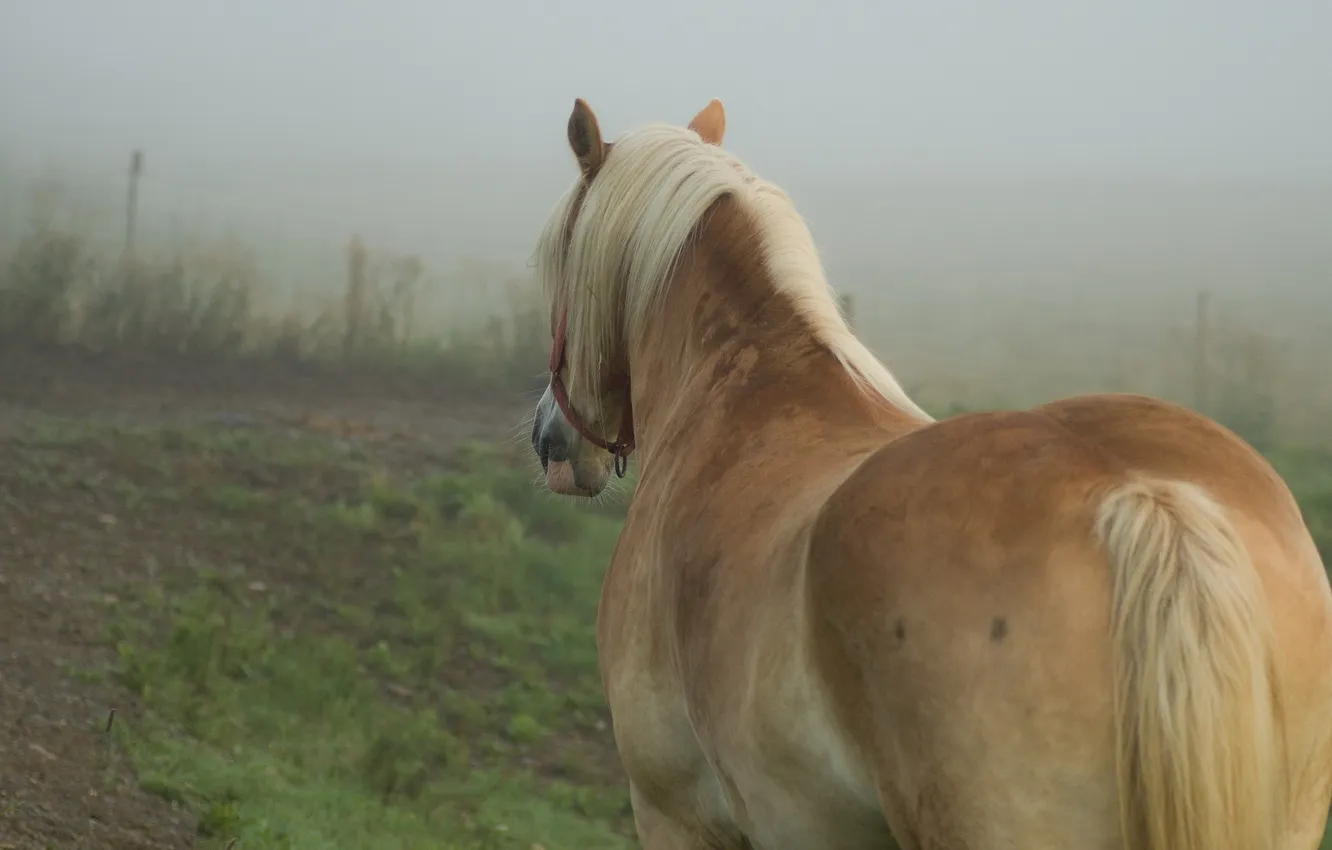 Фото обои поле, туман, конь