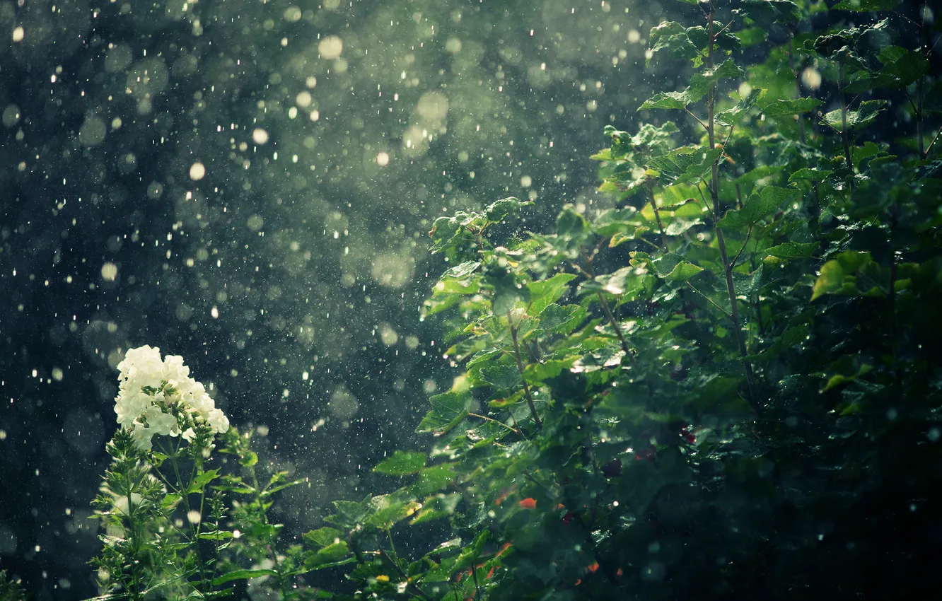 Фото обои цветы, природа, дождь, кусты