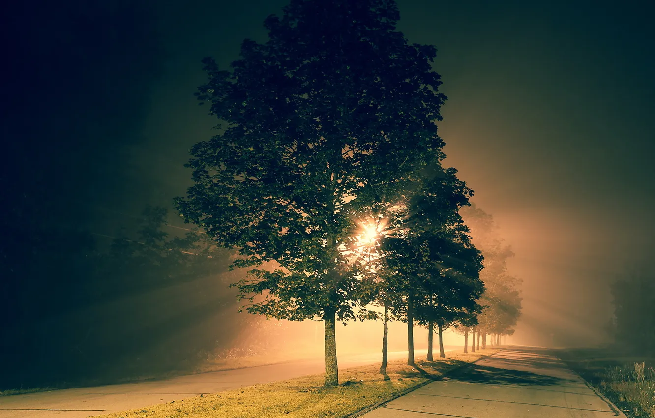 Фото обои деревья, ночь, город, улица