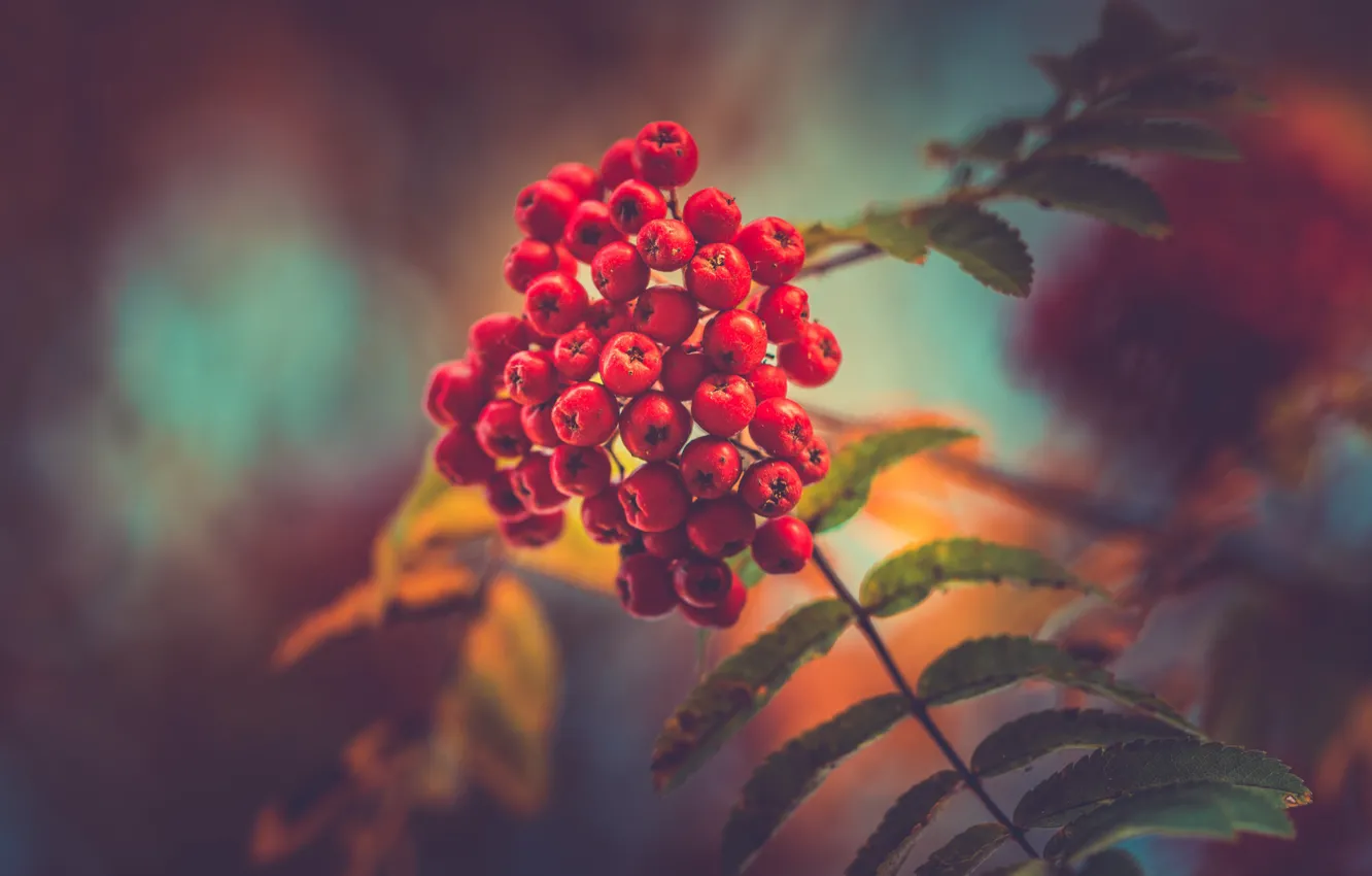 Фото обои forest, autumn, berries, red berries