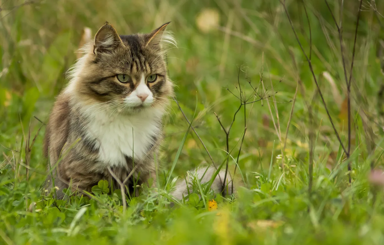 Фото обои трава, кот, взгляд, котэ, котофеич, Дмитрий Суслов
