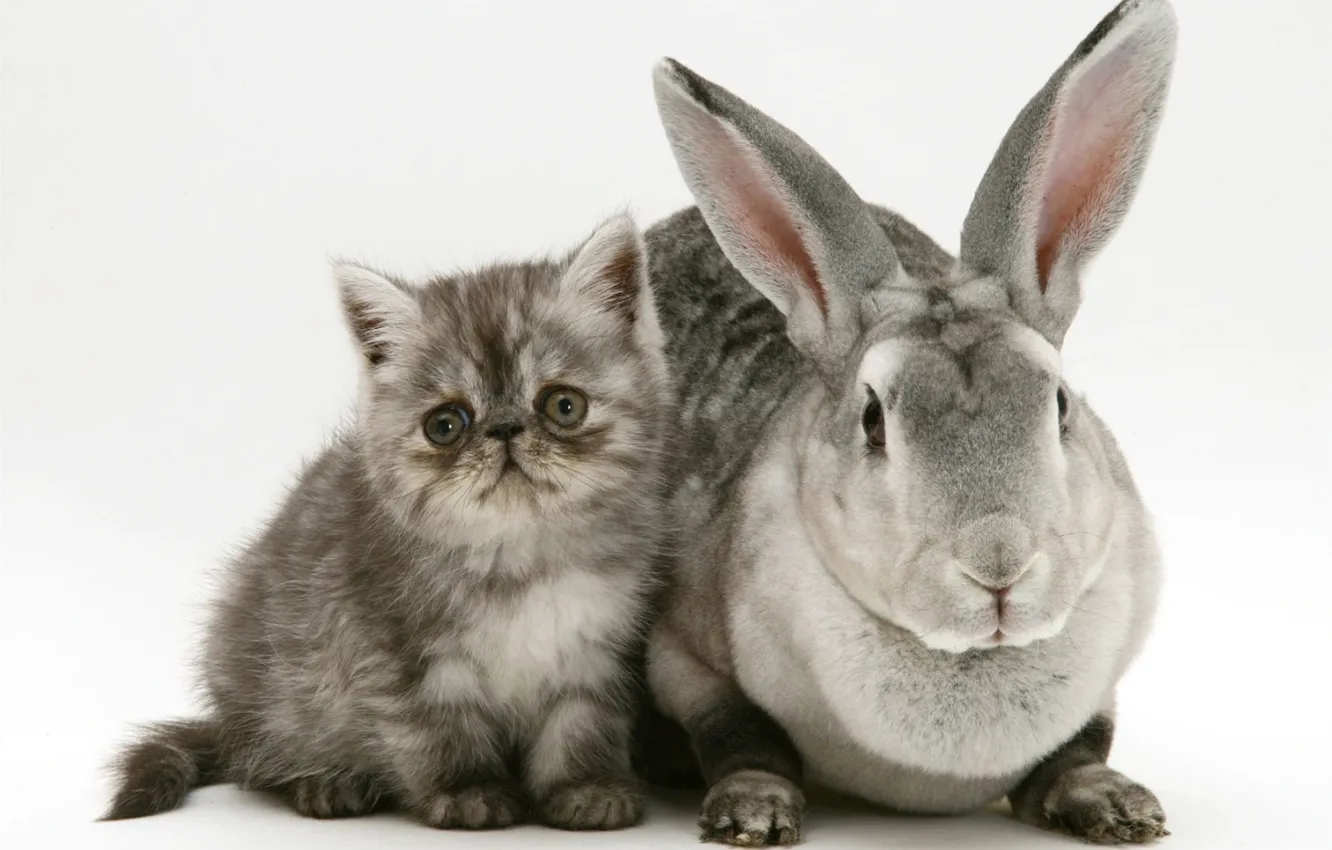 Фото обои котенок, кролик, серые