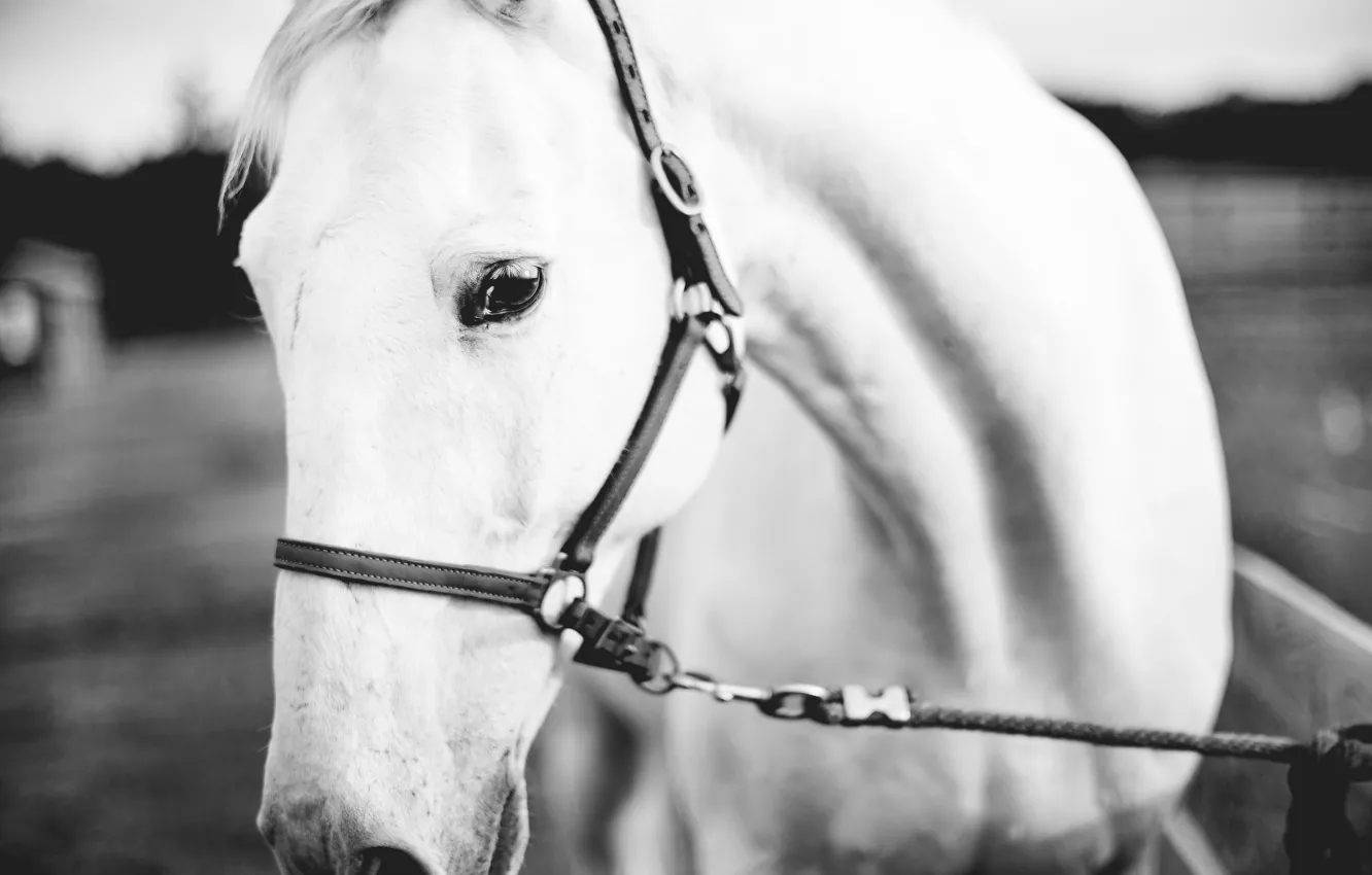 Фото обои глаз, лошадь, белая