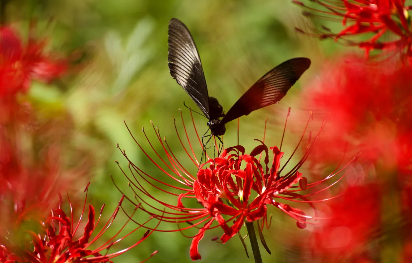 Фото обои цветок, растение, крылья, лепестки, насекомое