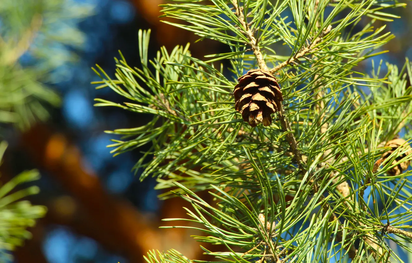 Фото обои pine, twig, cone