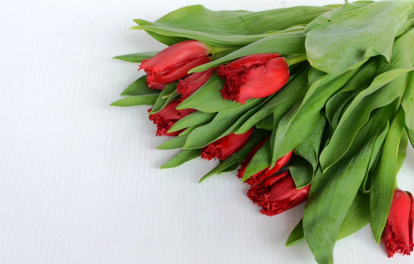 Фото обои цветы, букет, тюльпаны, red, flowers, tulips