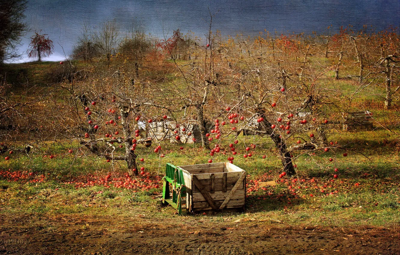 Фото обои яблоки, сад, яблоня