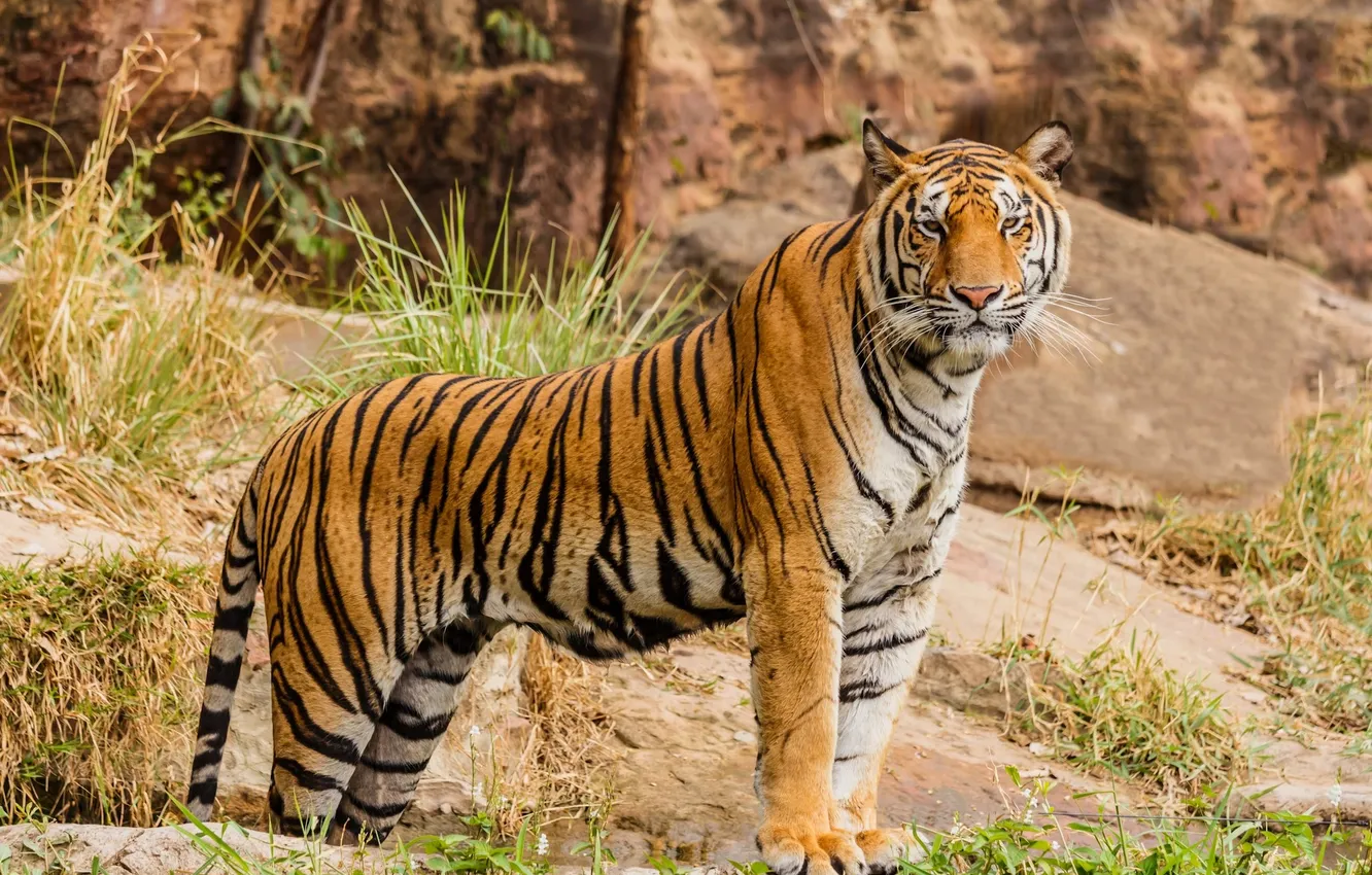 Фото обои tiger, predator, animal, big cat