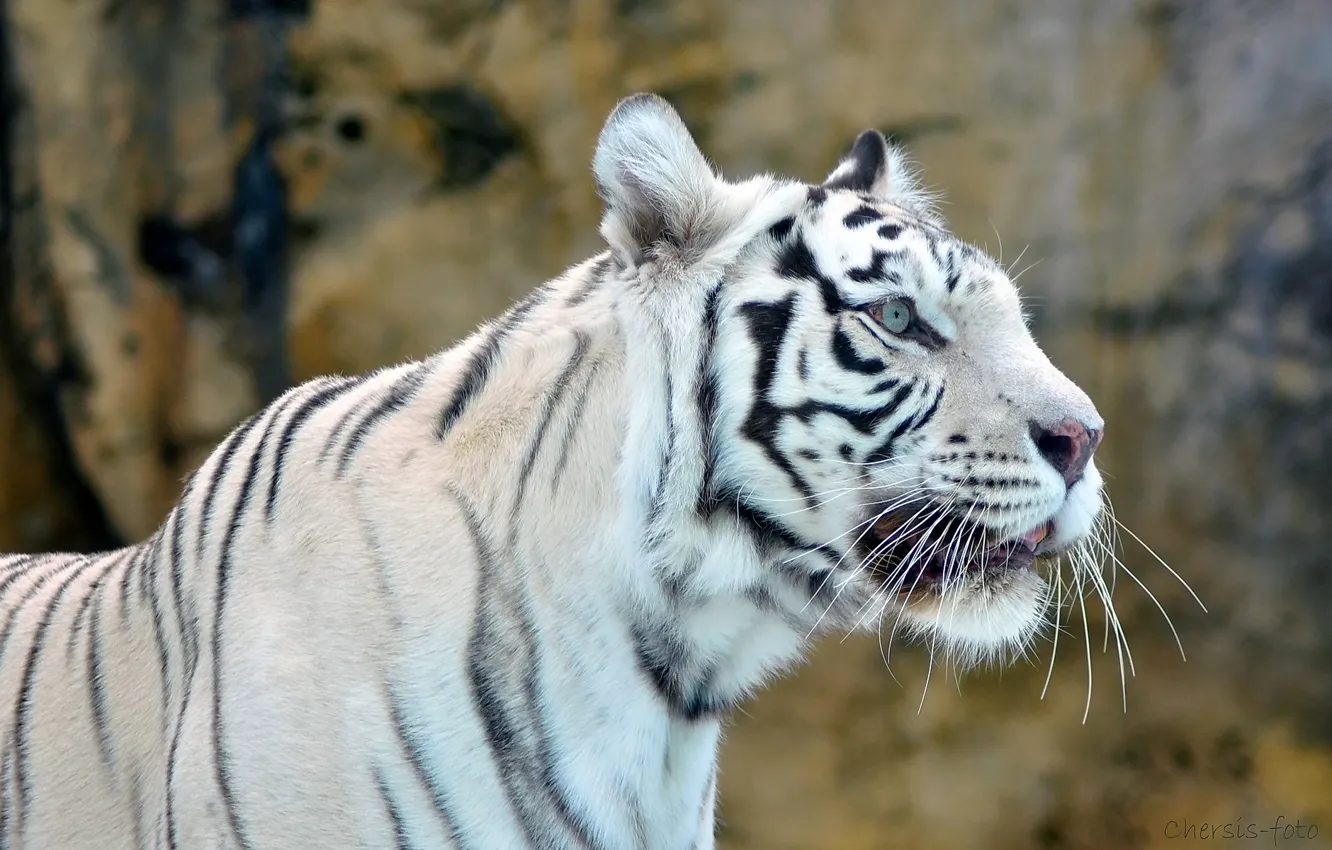 Фото обои белый, морда, тигр, хищник, white tiger