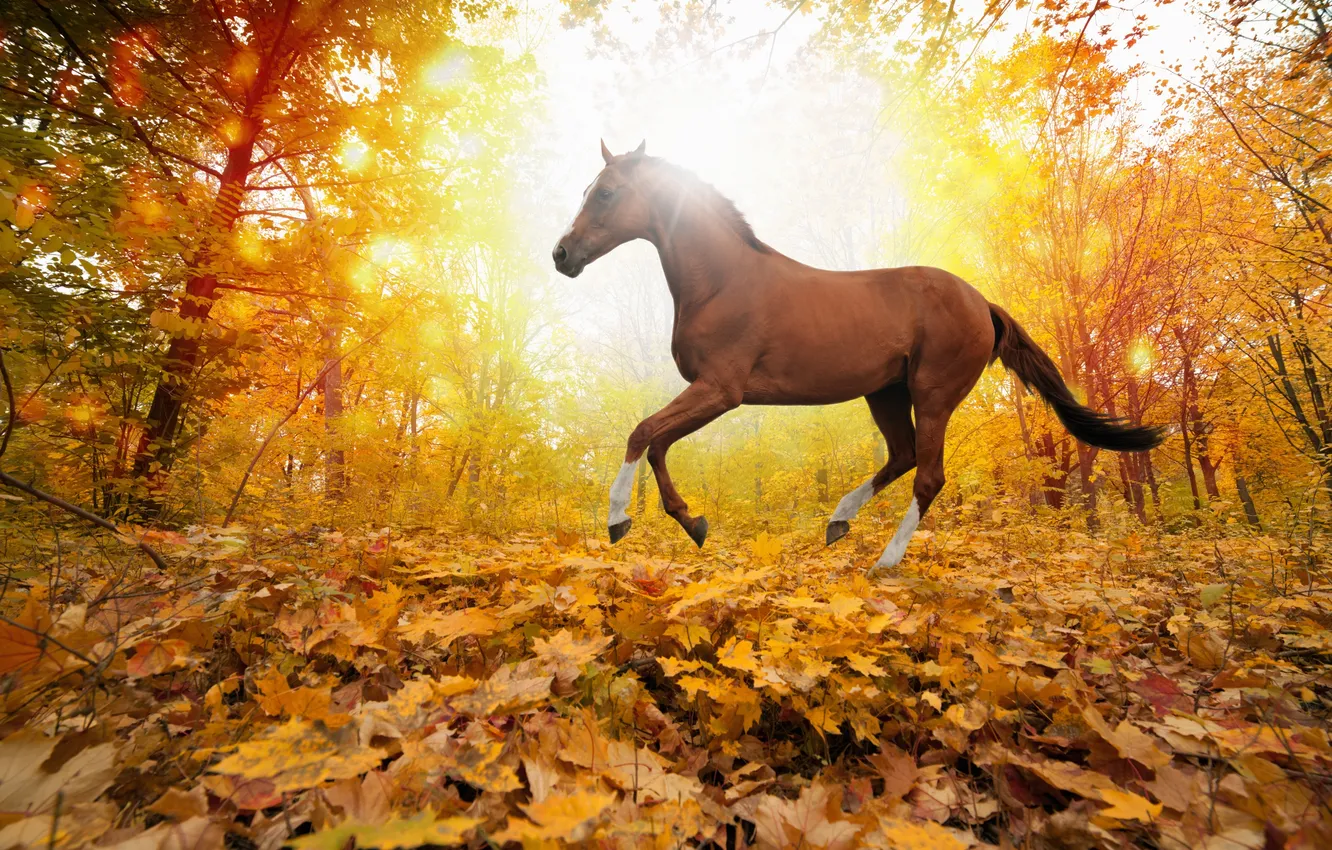 Фото обои forest, horses in fall leaves, yellows