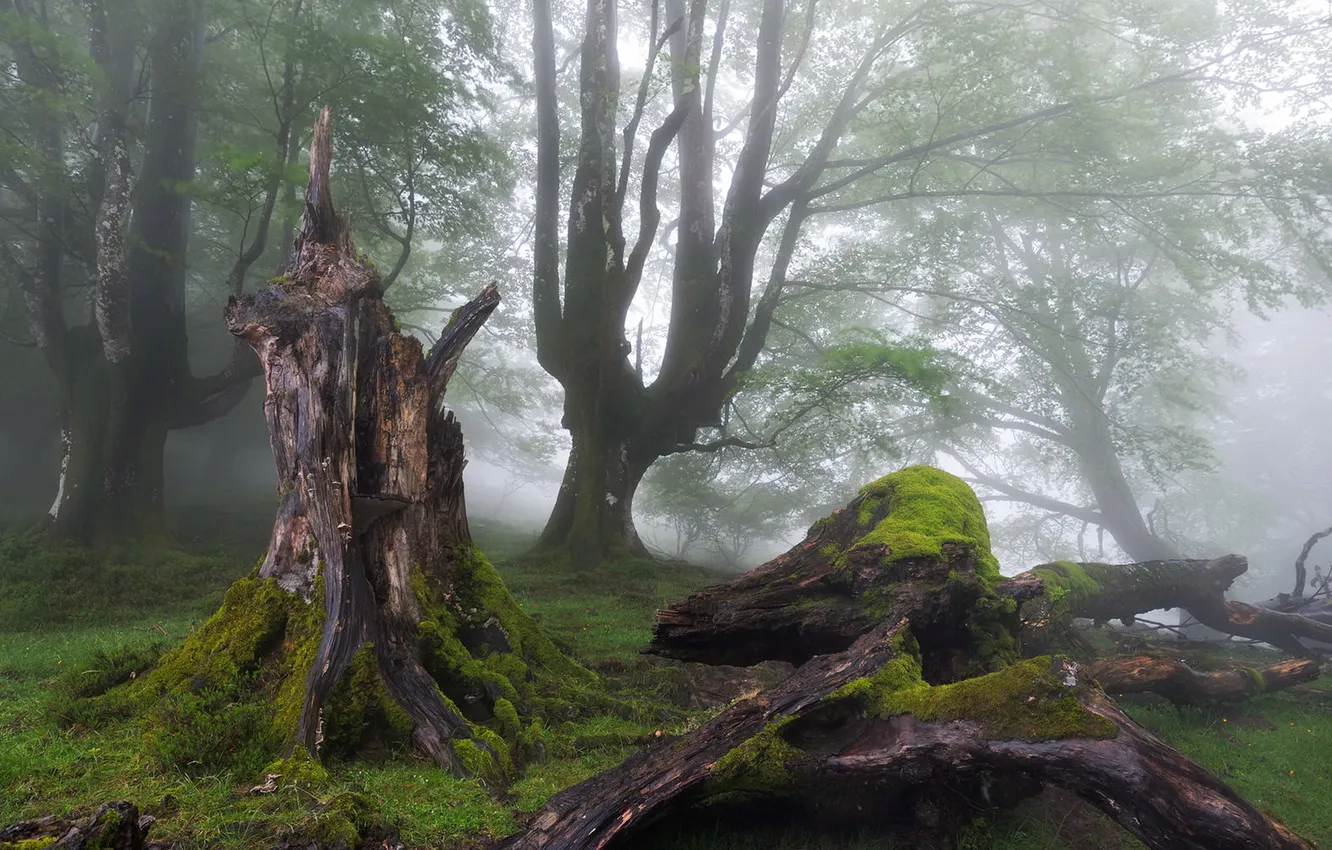 Фото обои лес, туман, пень