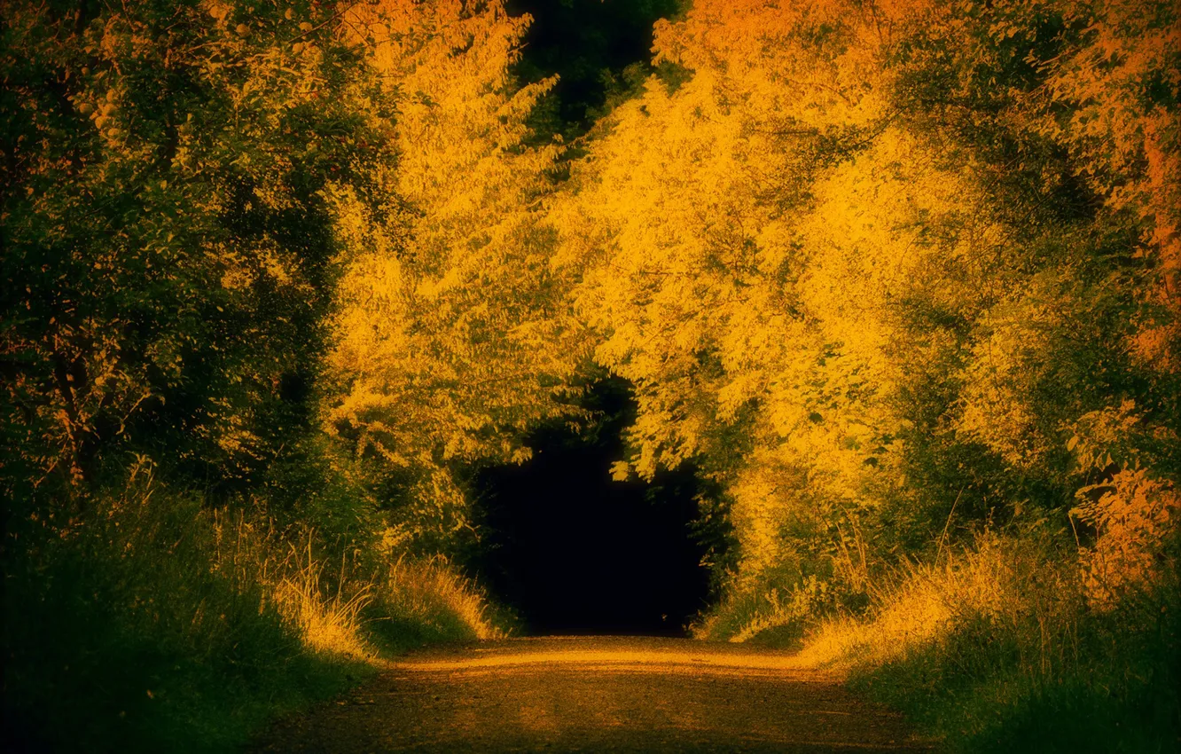 Фото обои осень, природа, тунель