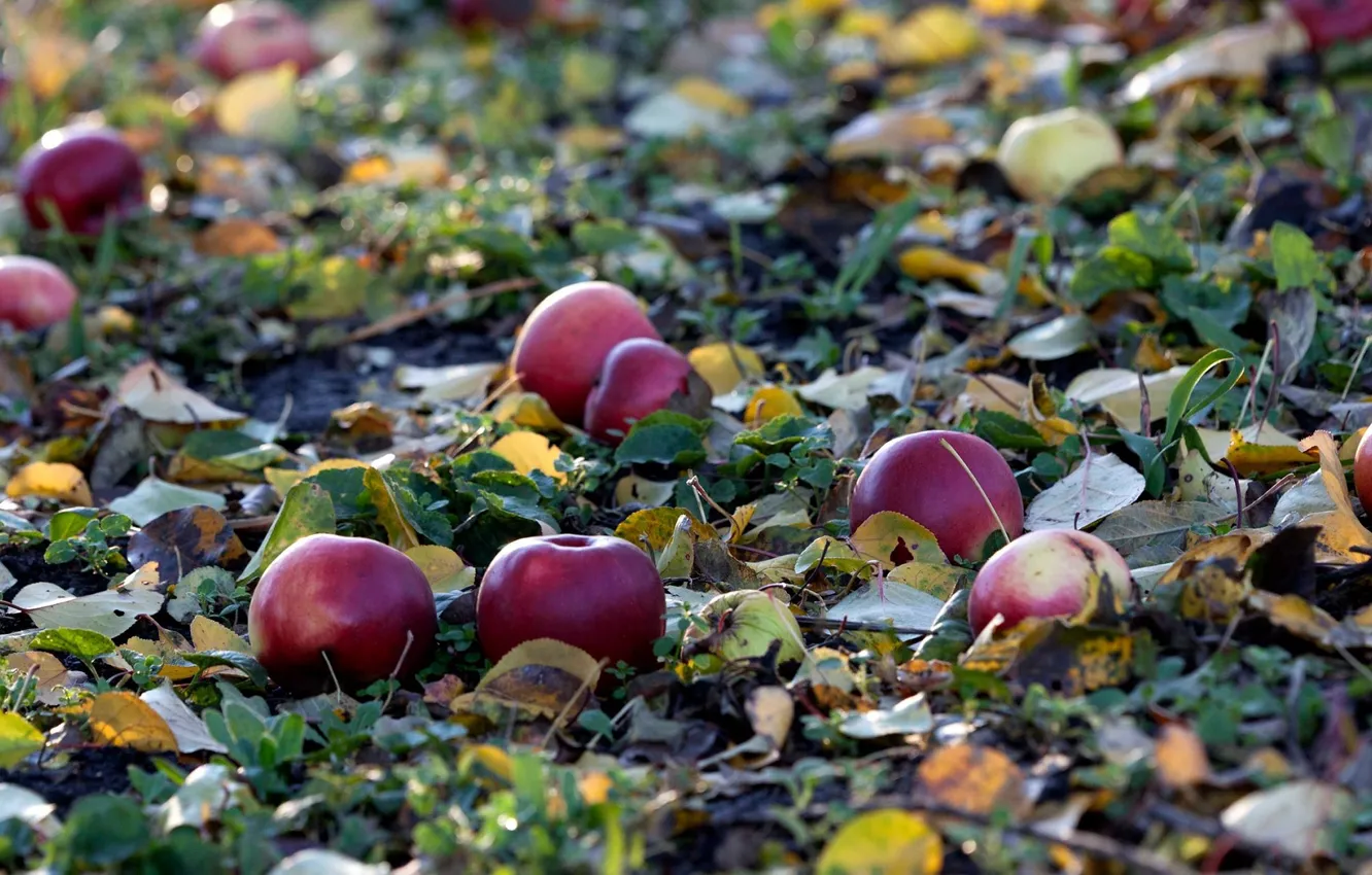 Фото обои осень, яблоки, опавшие листья