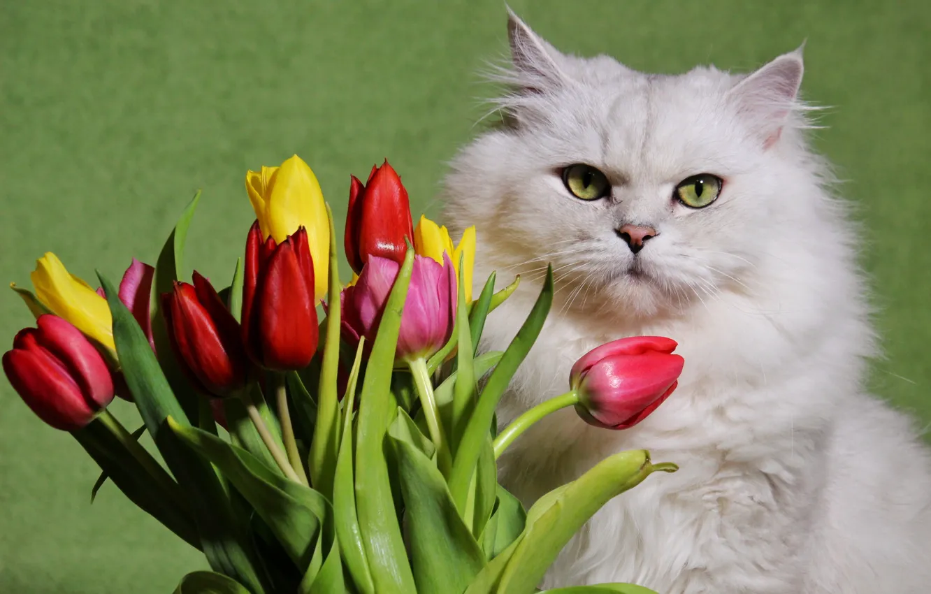 Фото обои белый, цветы, пушистый, Кот, тюльпаны
