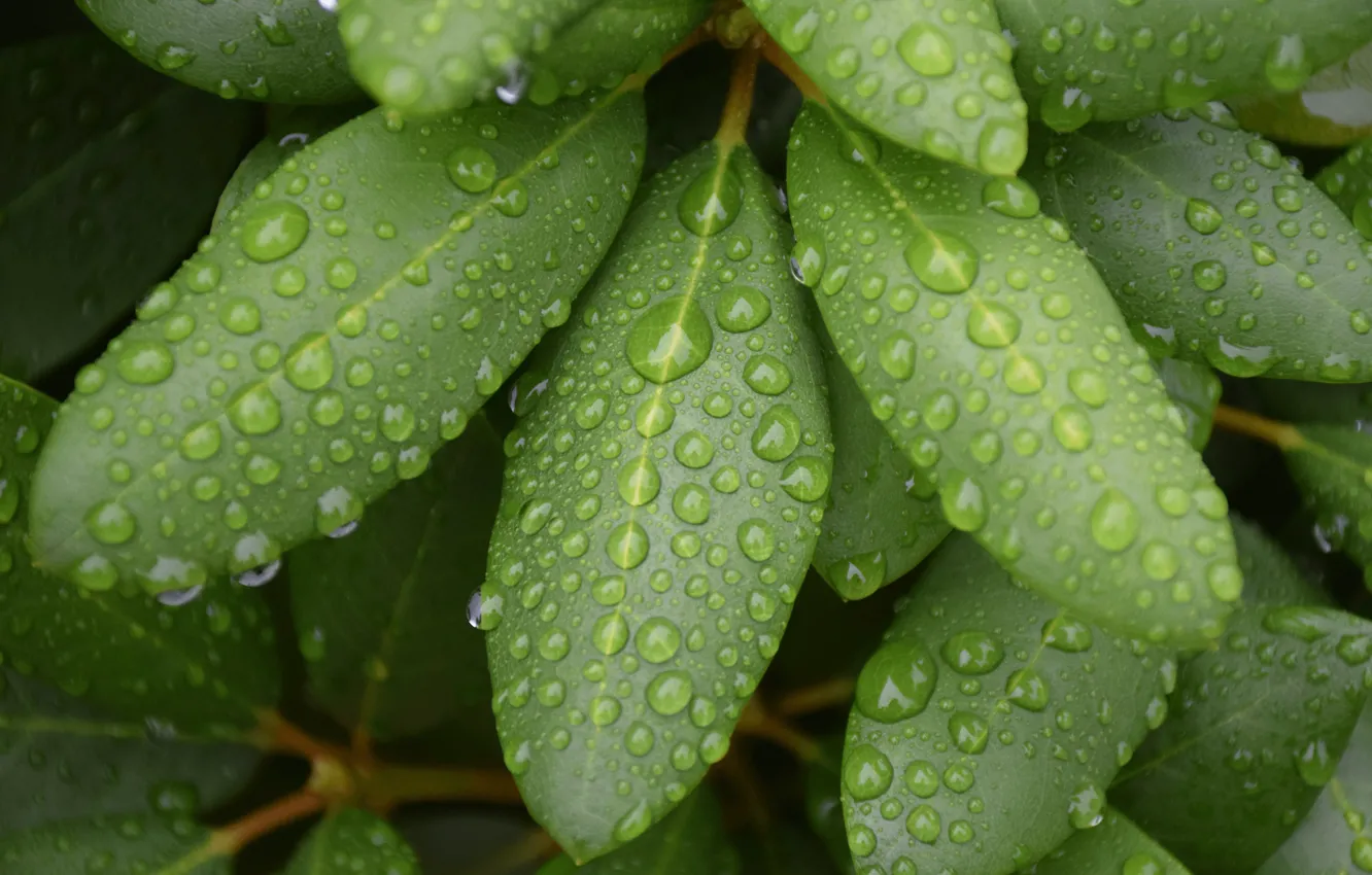 Фото обои зелень, листья, капли, макро, зеленый, дождь, linux, линукс