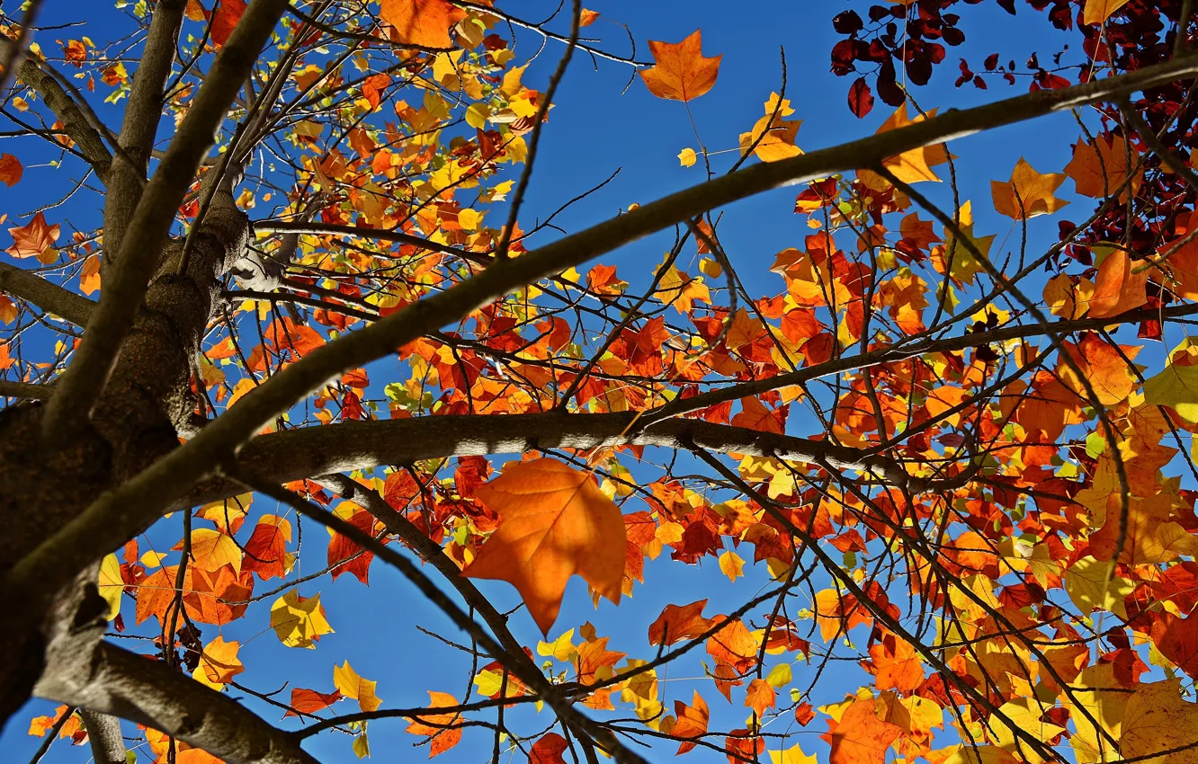 Фото обои осень, небо, листья, природа, дерево, ветви, Nature, sky