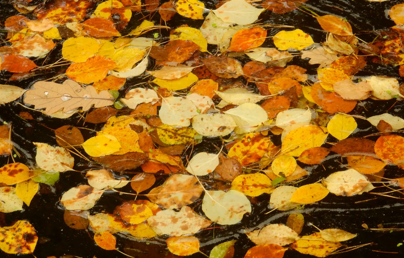 Фото обои осень, листья, лист, ручей, widescreen, обои, поток, wallpaper