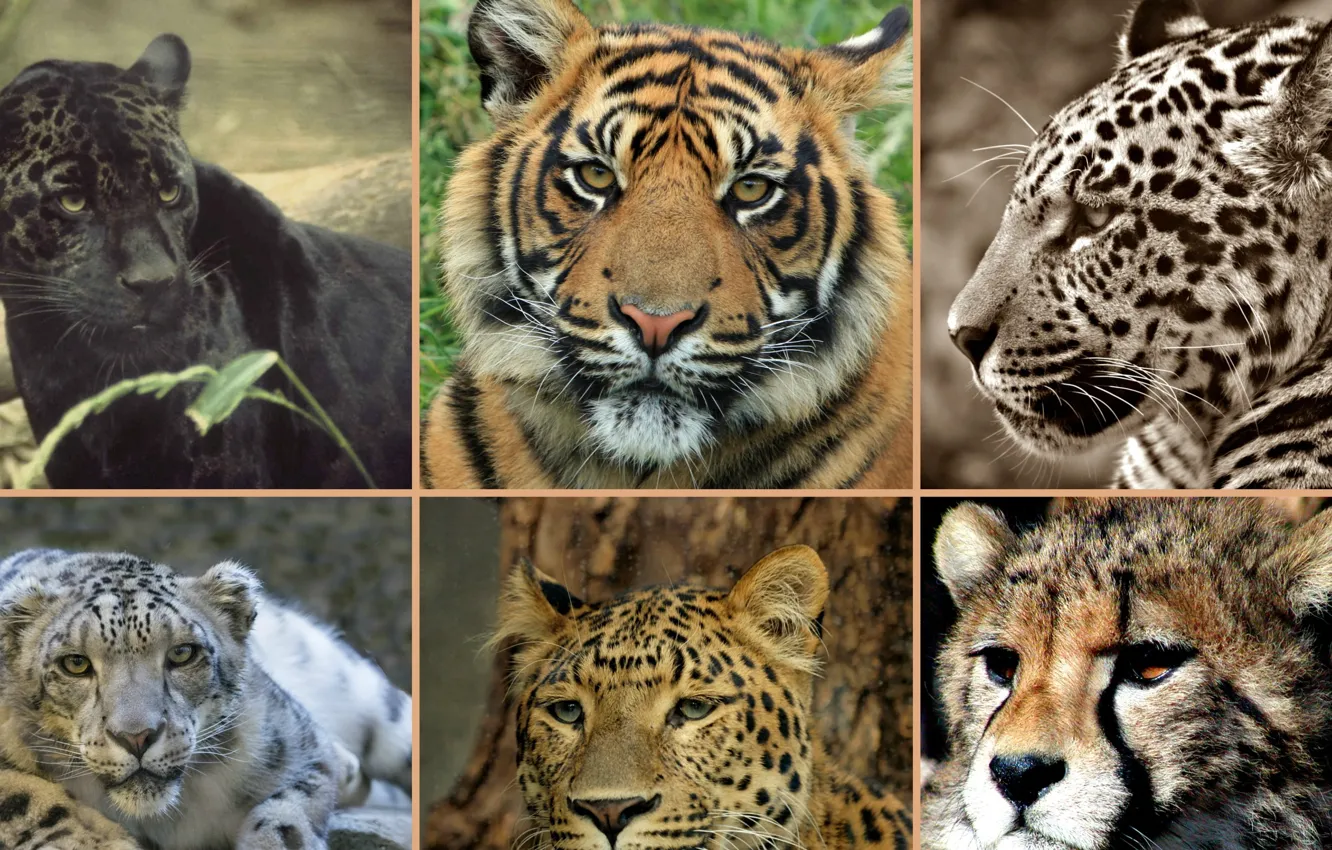 Фото обои animals, predators, big cats, photo of types of wild cats collage