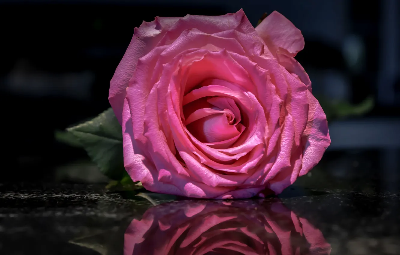 Фото обои цветок, вода, макро, отражение, фон, розовая, темный, роза