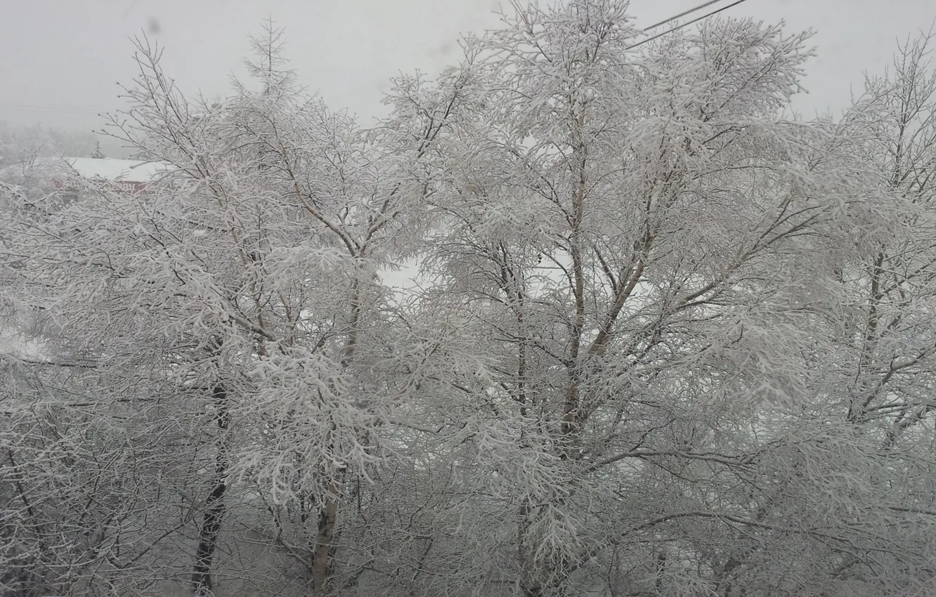 Фото обои зима, белый, деревья в снегу