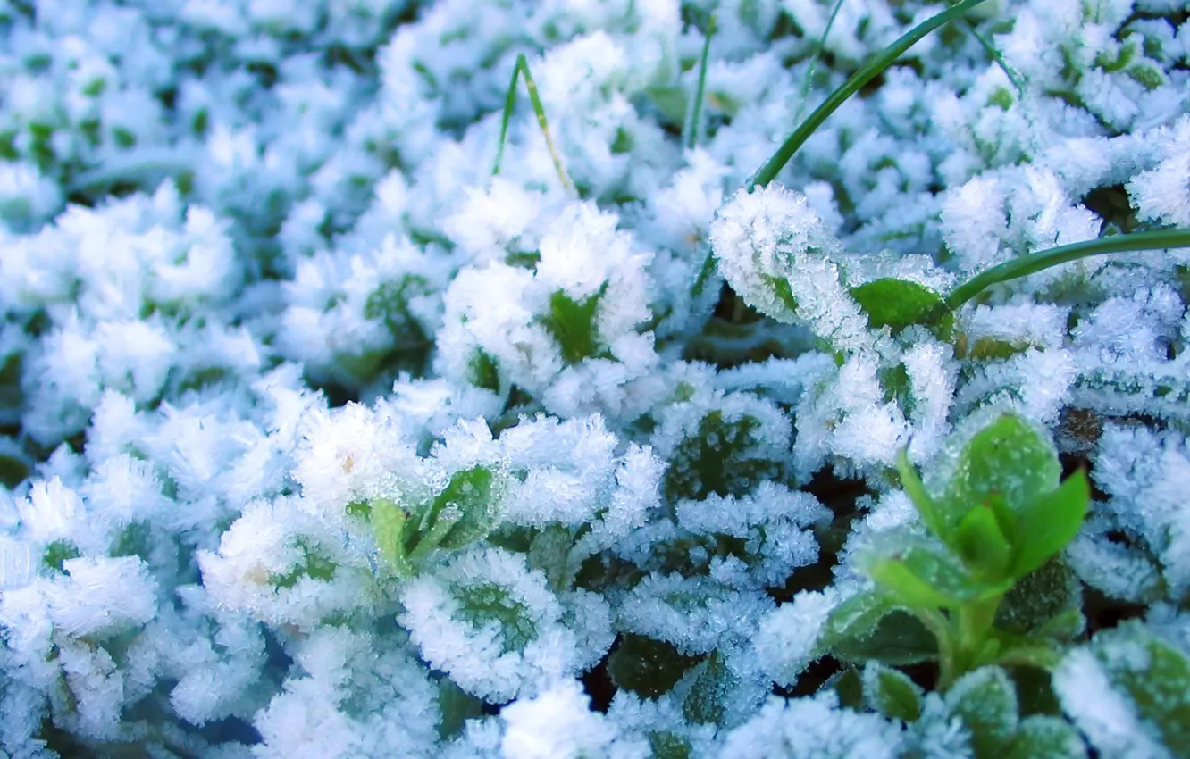 Фото обои лед, снег, Зима, растения