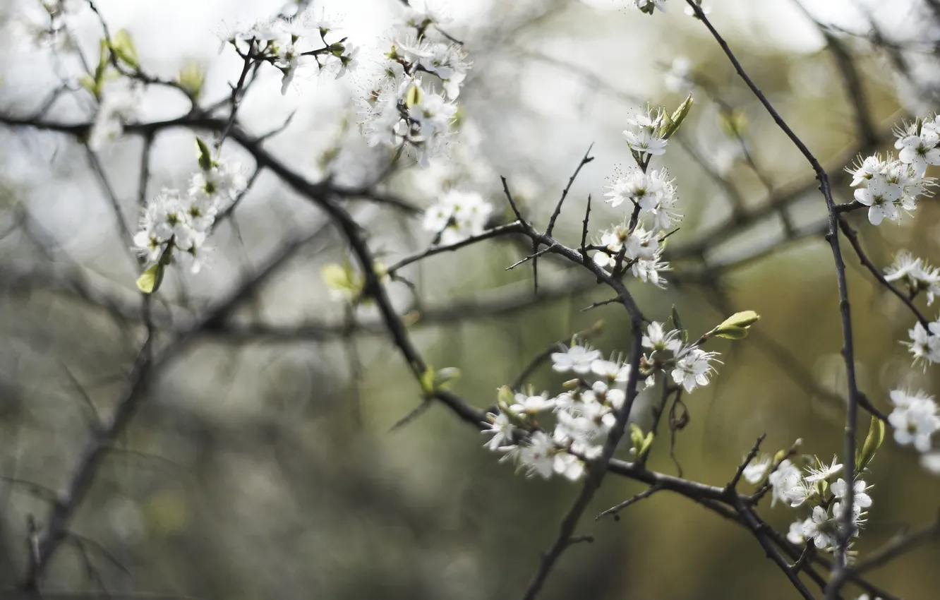 Фото обои макро, деревья, цветы, ветки, природа, вишня, весна, лепестки