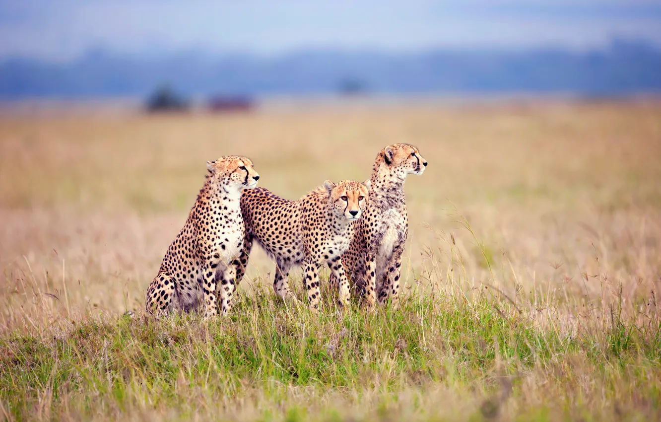 Фото обои трава, тройка, гепарды, вычесляют