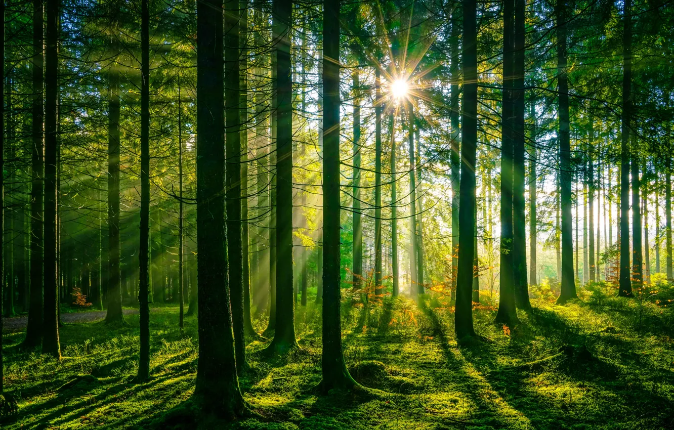 Фото обои зелень, лес, трава, солнце, лучи, деревья, мох, Германия