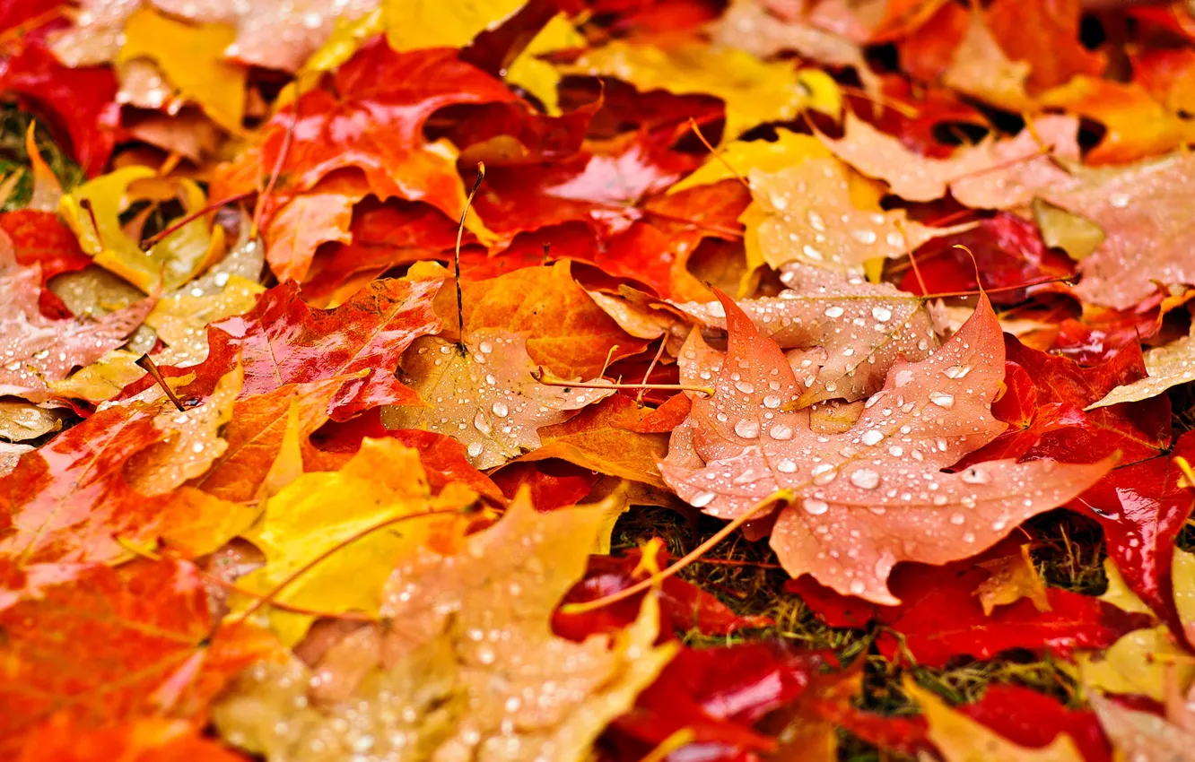 Фото обои осень, листья, капли, макро, природа, капельки, желтые, оранжевые