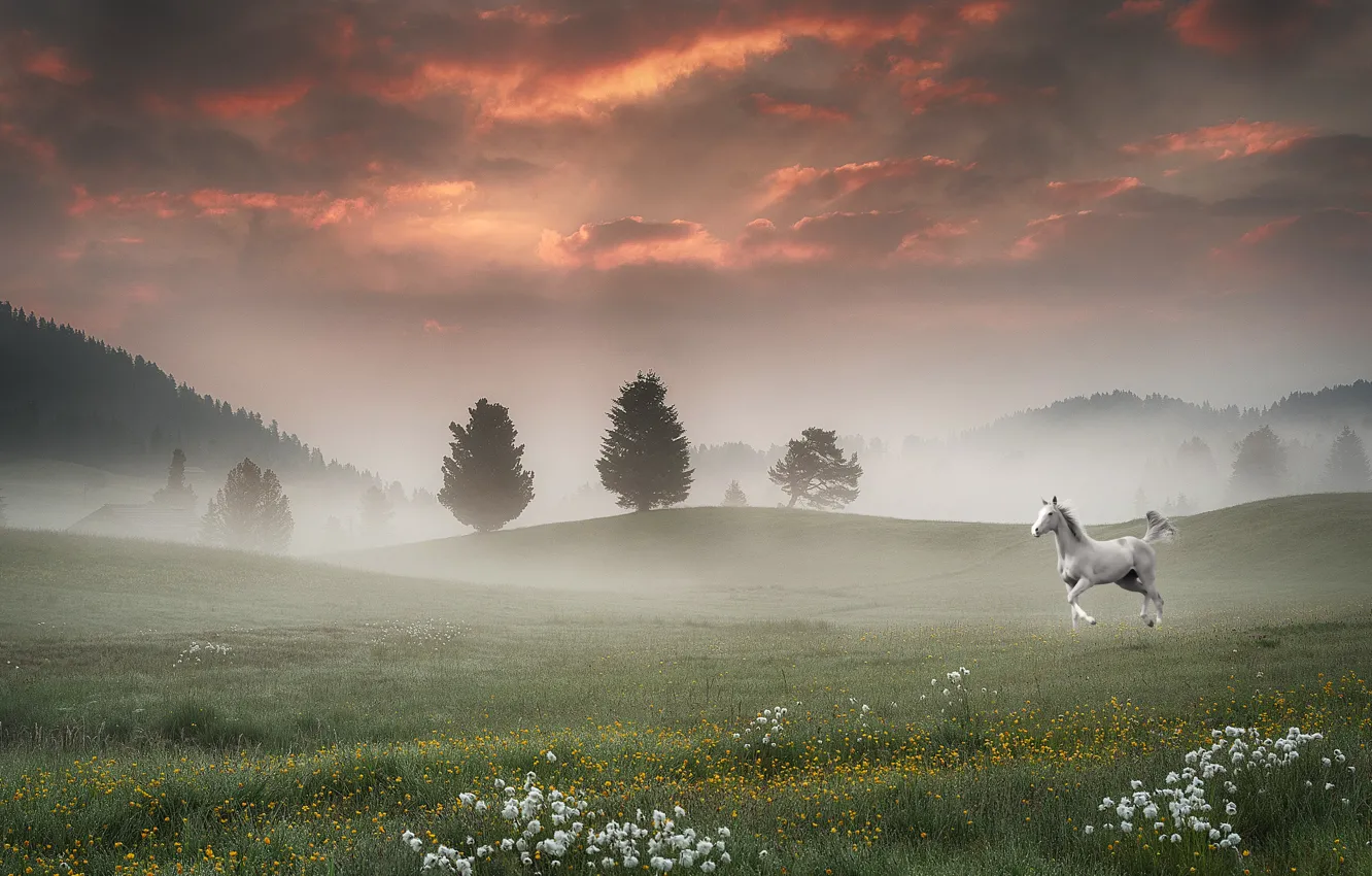 Фото обои поле, пейзаж, туман, конь, лошадь, утро, morning, полевые цветы