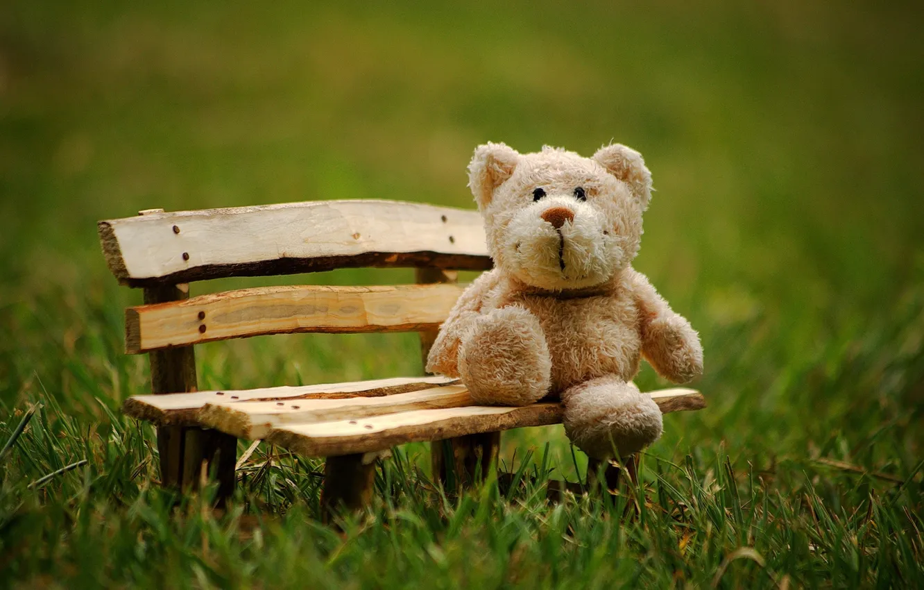 Фото обои скамейка, поляна, игрушка, медведь, мишка, медвежонок, плюшевый, тедди