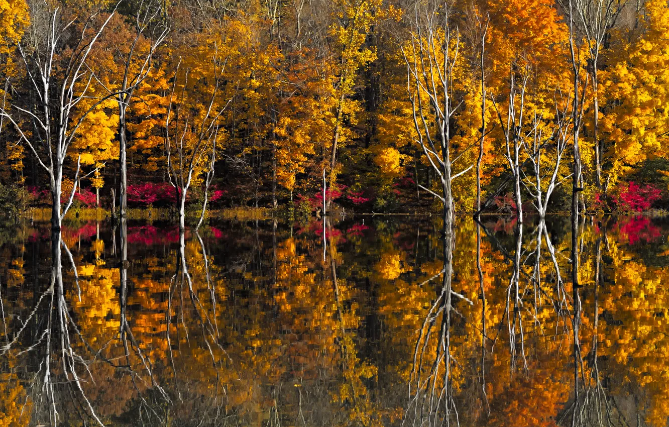 Фото обои осень, деревья, озеро, отражение