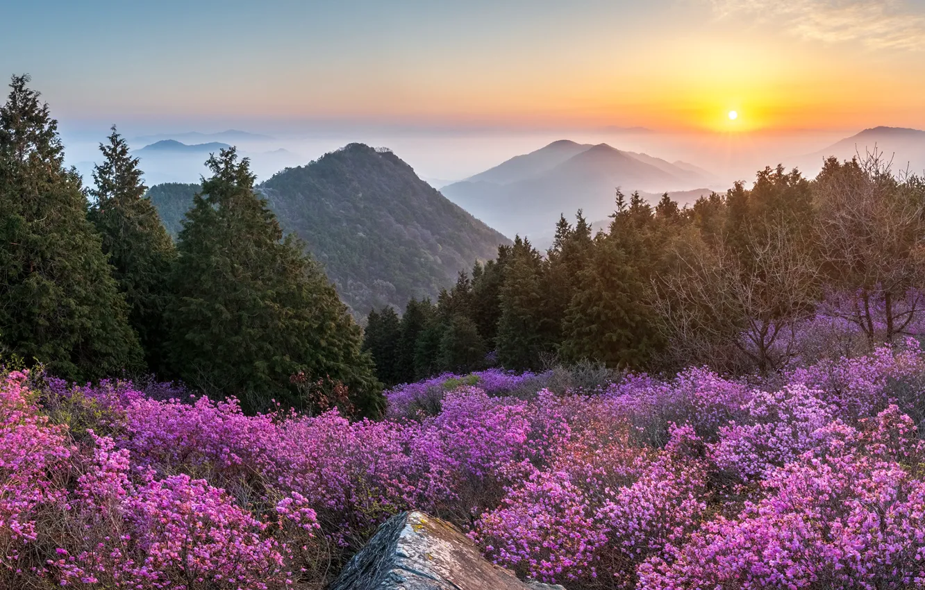 Фото обои закат, цветы, горы, природа