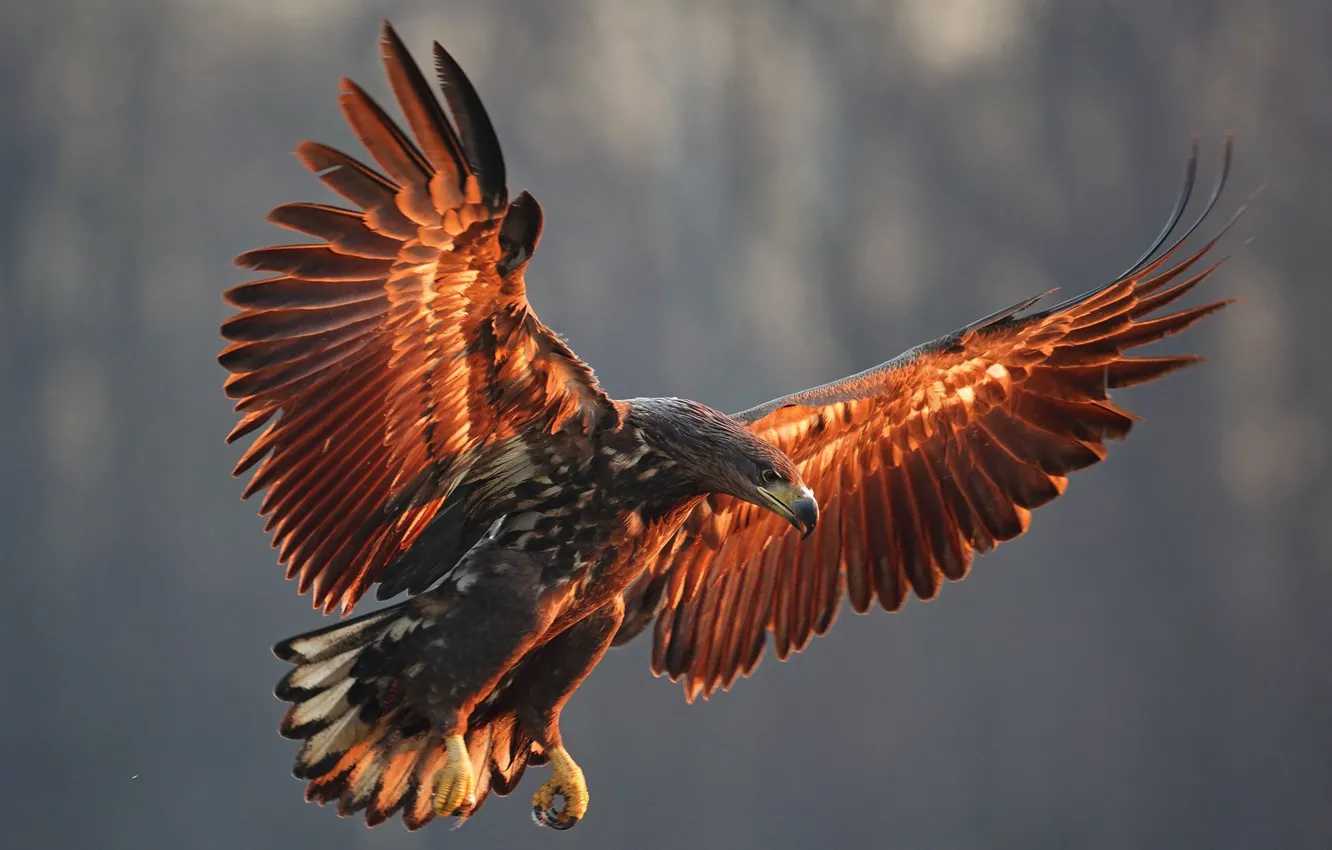 Фото обои птица, крылья, хищник, орёл, размах