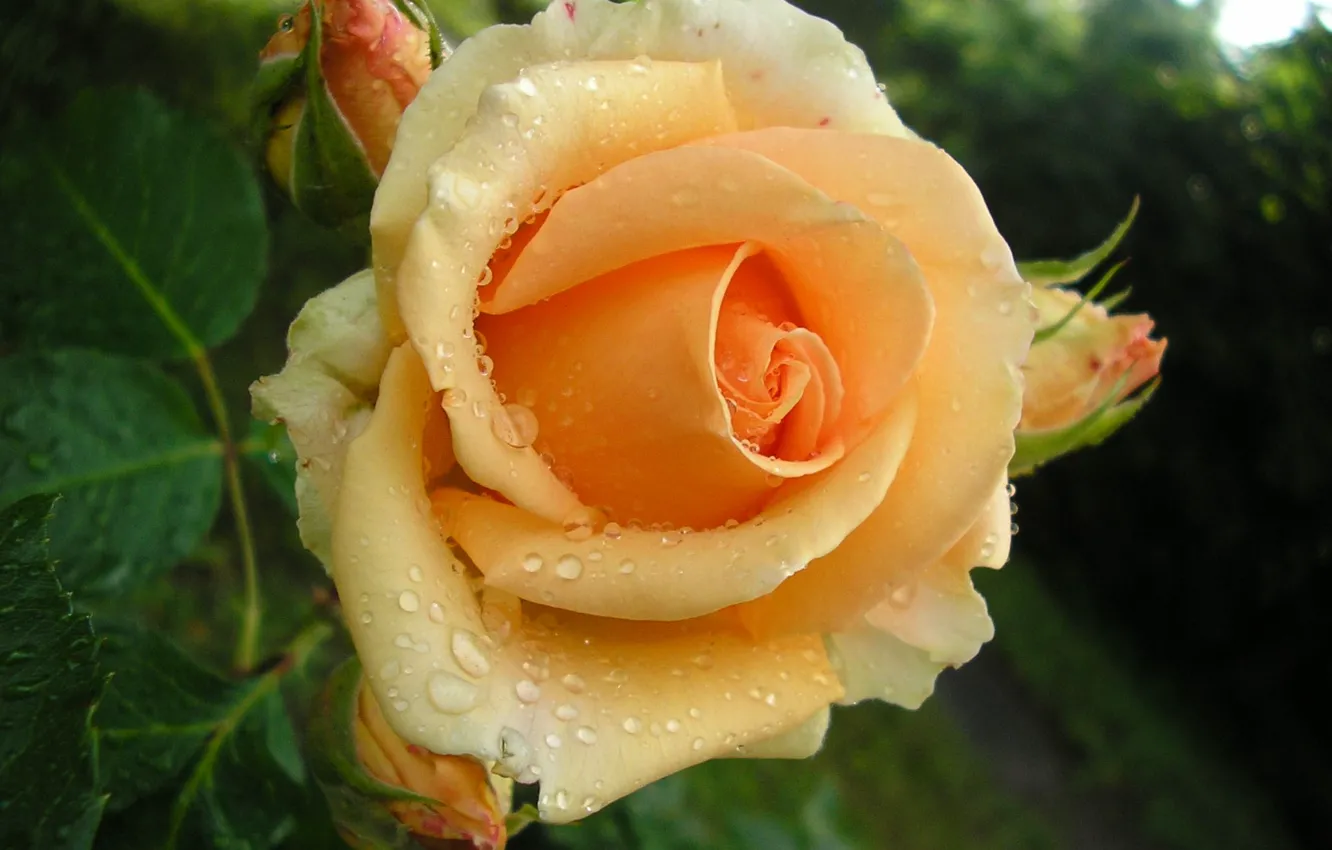 Фото обои роса, роза, бутон, жёлтая