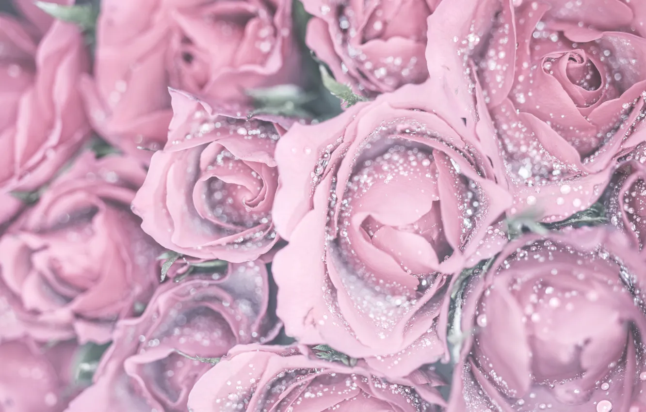 Фото обои капли, макро, розы, розовые, бутоны