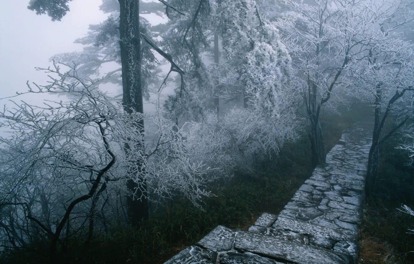 Фото обои зима, иней, лес, деревья, природа, туман, ступени, тропинка