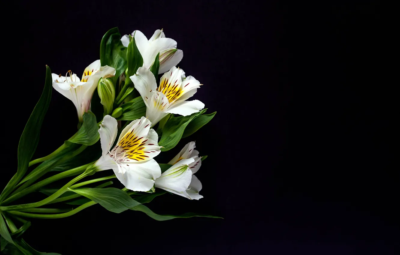 Фото обои белые, черный фон, цветки, альстрёмерия